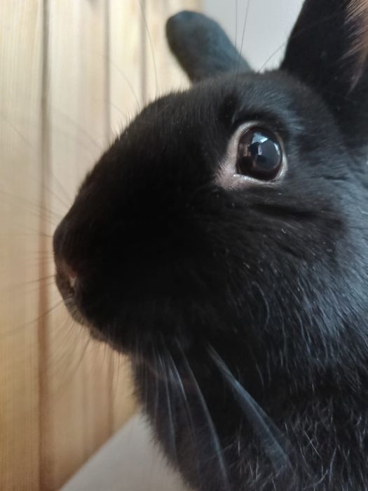 Śliczny królik (niecale 4 lata)