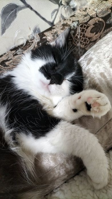 Кіця шукає родину