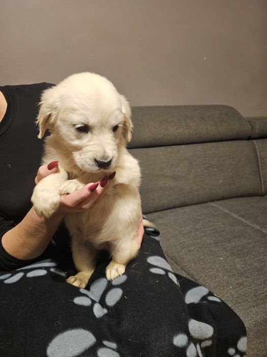 Golden retriever szczeniak