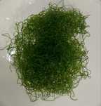 Glon do refugium Chaetomorpha spp. rśliny akwarium morskie