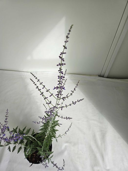 Perowskia Blue Spire 80cm C2 półkrzew o srebrzystych liściach