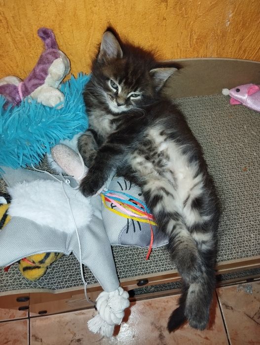 Maine Coon piękny kocurek