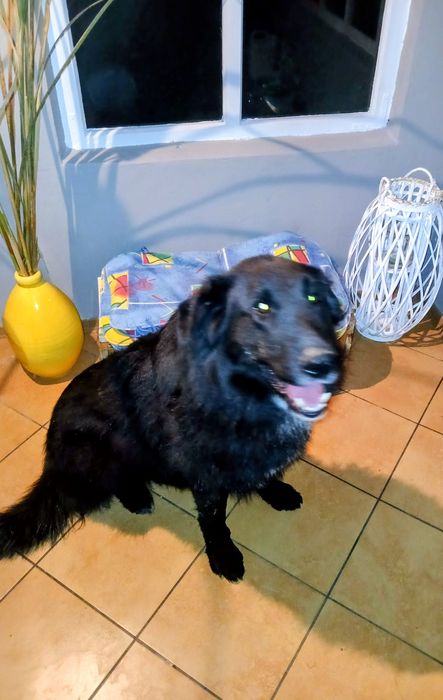 Oddam owczarka belgijskiego czarnego