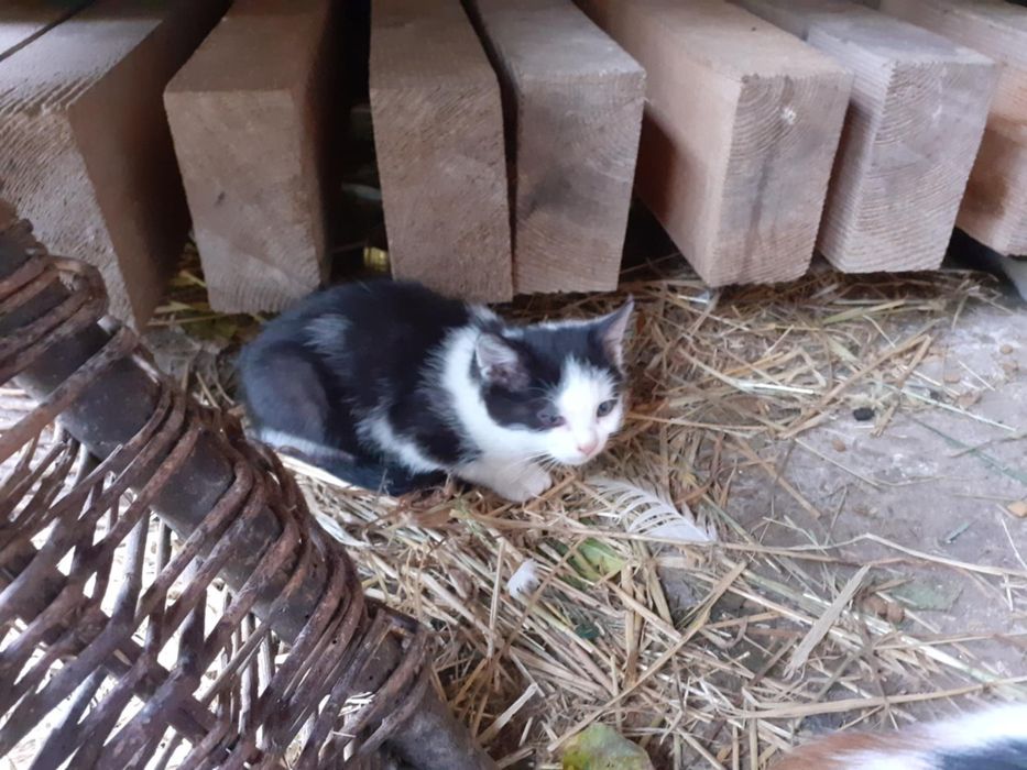 Mam do oddania 3 małe kotki