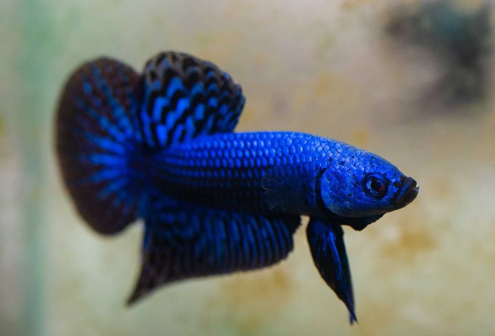 Bojownik alien - odmiana NIEBIESKA - PARA - 2 sztuki - BETTA - RARYTAS