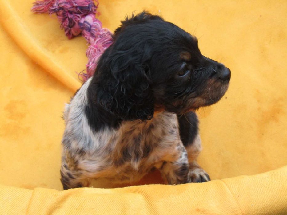 Epagneul Breton Tricolor LOP/Pedigree/Afixo.