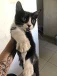 Gatos para adopção