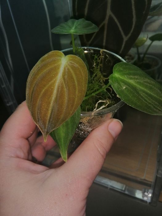 Набор филодендрон. Филодендрон пловмани, ред емеральд вар, сплендид.