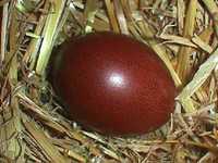 Vendo ovos de raça Maran e Ayam Ketawa puros.