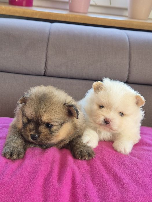 Szpic miniaturowy - odbior 1 GRUDZIEŃ