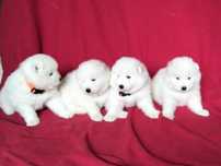 Samoyedy,/ Suczka