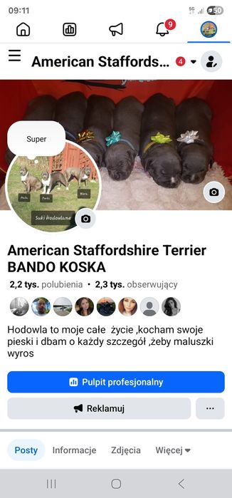 Piękna suczka pregowana