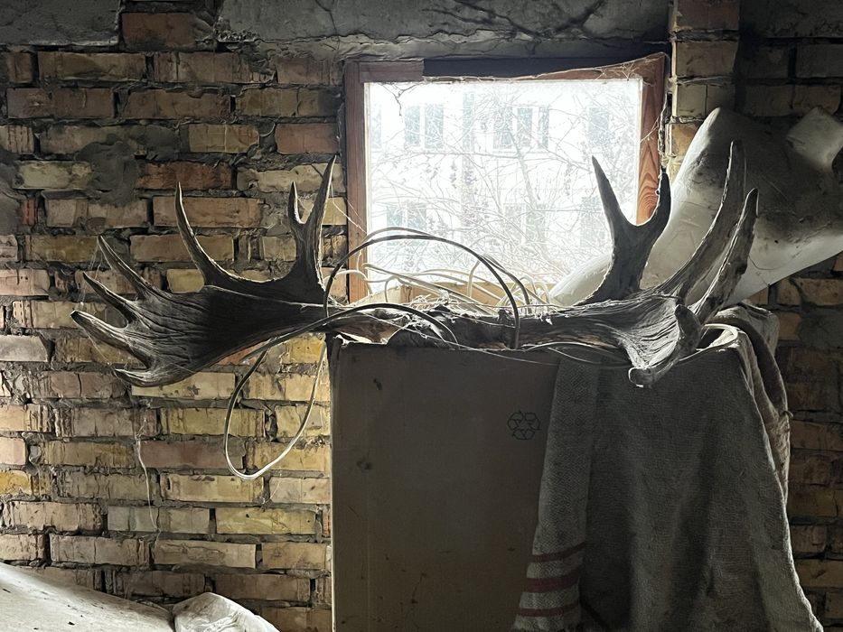 Роги лося, рога лося