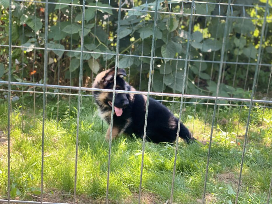 Неймовірні цуцики