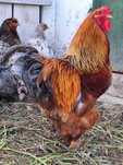 Ovos patos Gigantes / Malines. Brahmas/ Sedosas USA /Jersey/ Araucanas