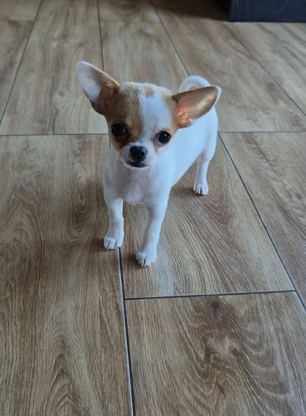 Gotowa do odbioru śliczna suczka chihuahua