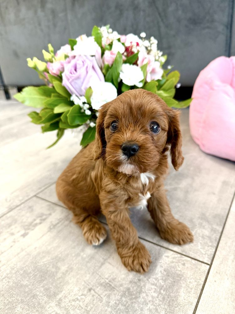 Cavapoo - cavalier & pudel suczka gotowa do odbioru