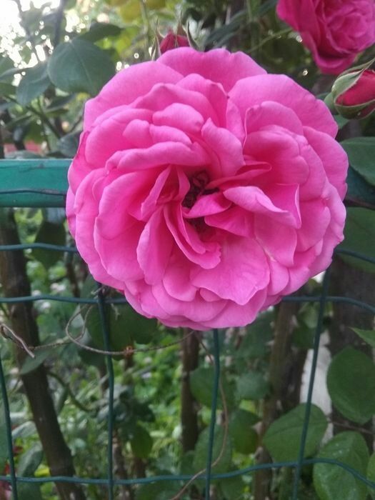 Троянда сортова плетиста Саджанці плетистой сортовой розы