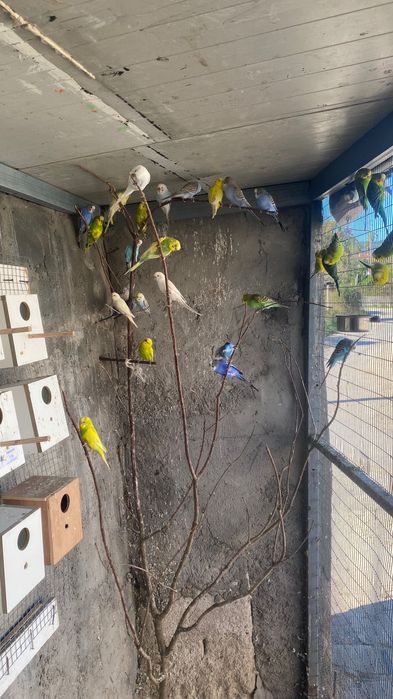 Vendo periquitos reprodutores