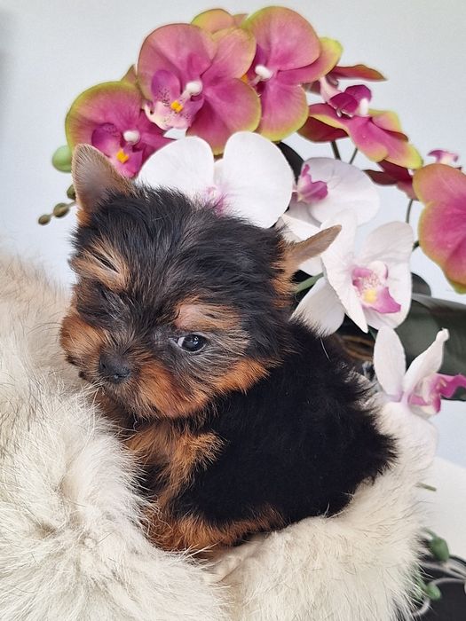 Yorkshire terrier mini mini z rodowodem odbioru ok.15 października