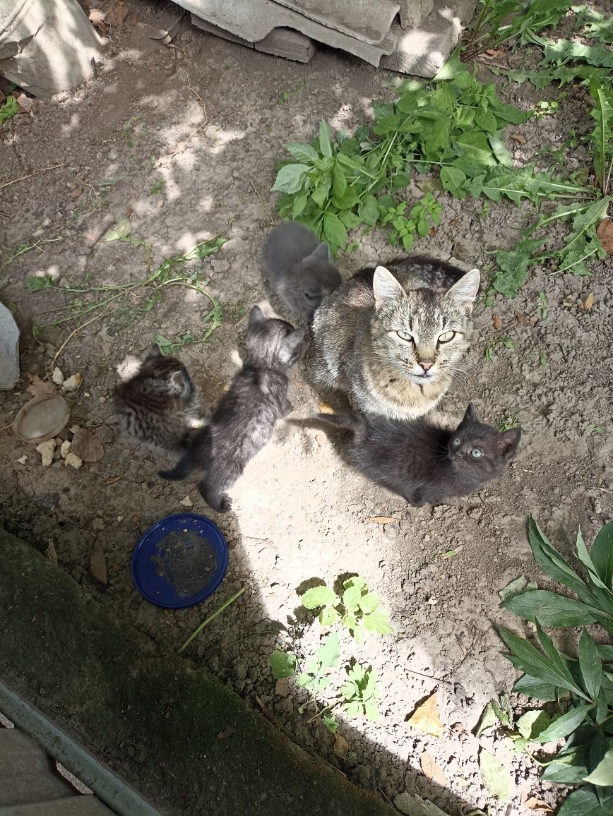 Кошенята віддам в добрі руки