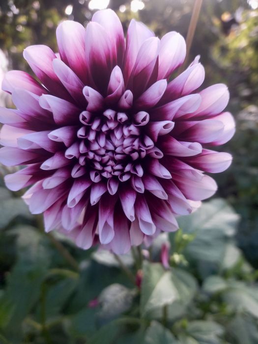 Продам   георгины