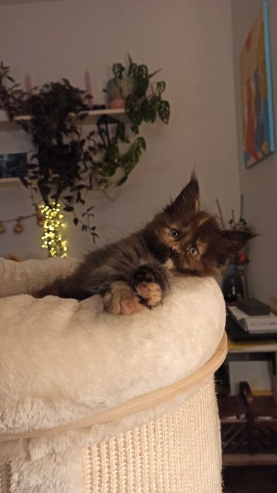 Kotka Maine Coon czarna szylkretowa / FPL