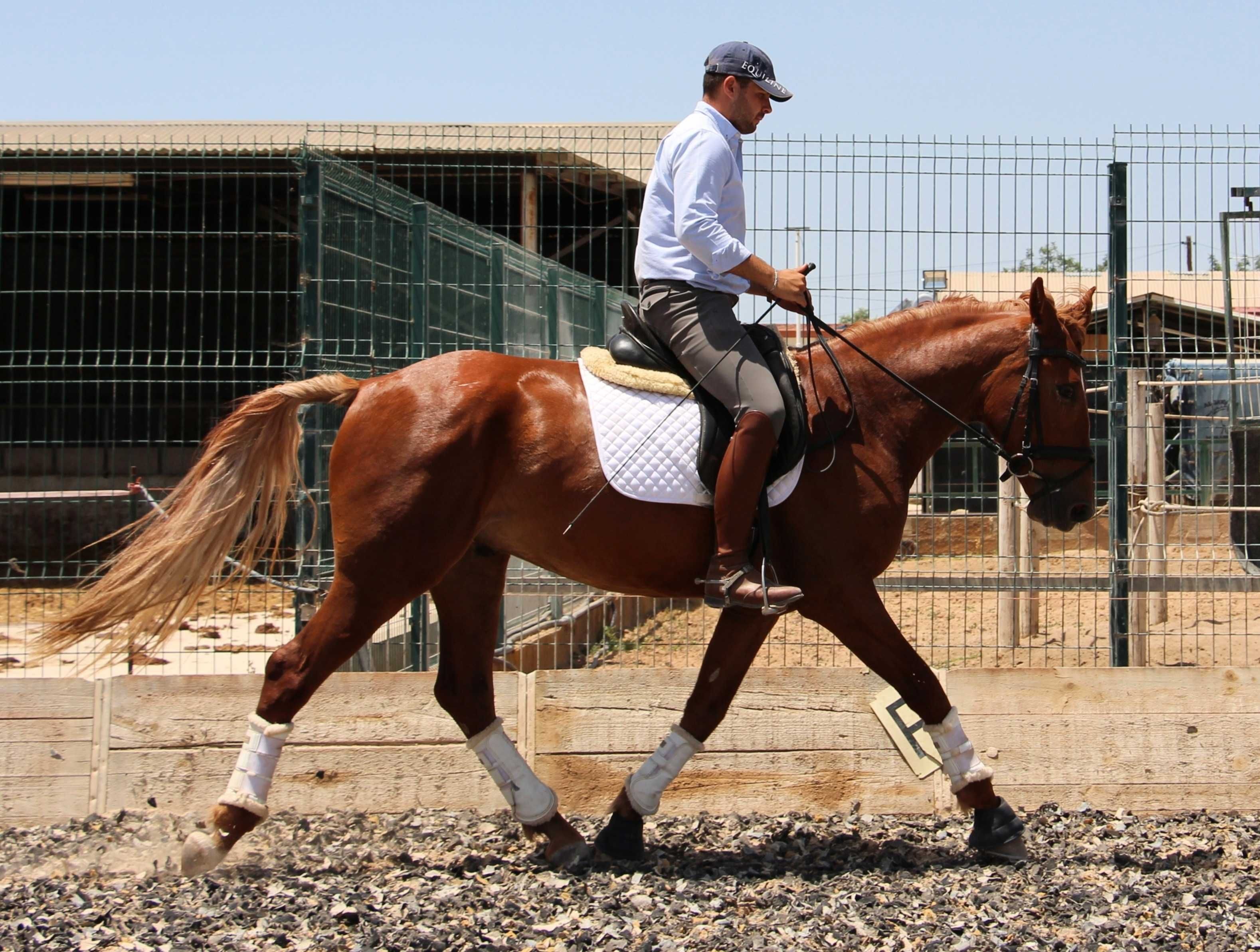 Jovem cruzado Lusitano com excelentes andamentos e temperamento dócil