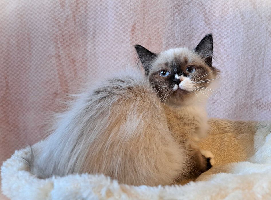 Kocurek Neva Masquerade – żółta obróżka, Nacho