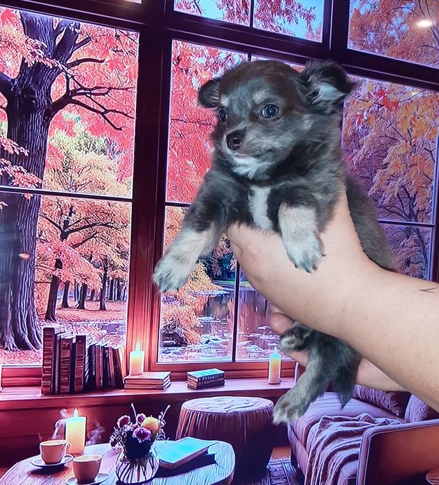 Śliczna suczka Kaja Chihuahua