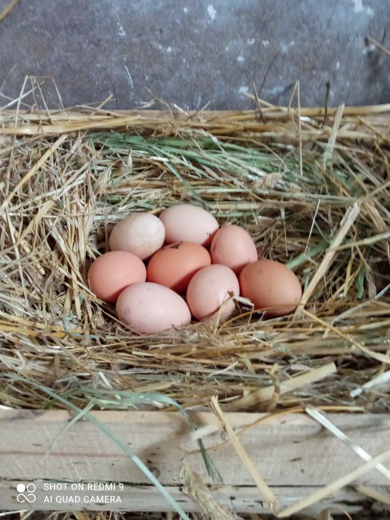 Jaja wiejskie ekologiczne jajka od kur z wolnego wybiegu naturalne
