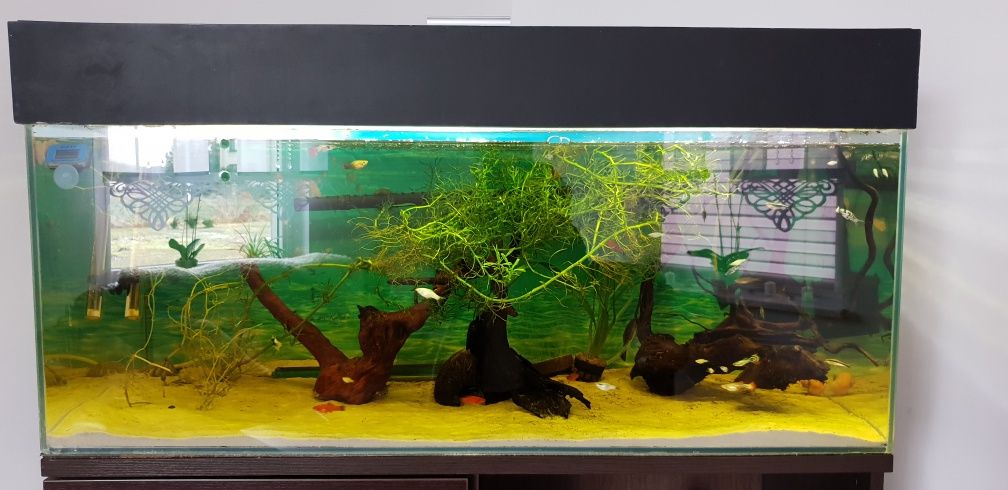 Akwarium 200l + komoda