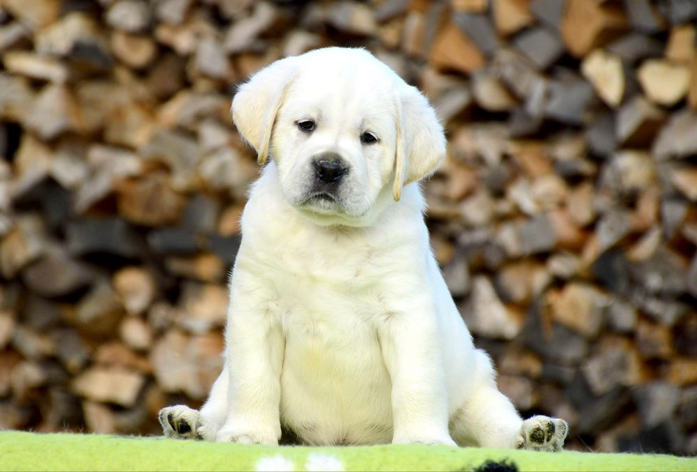 Щенки лабрадора для тех кто выбирает для себя качество!