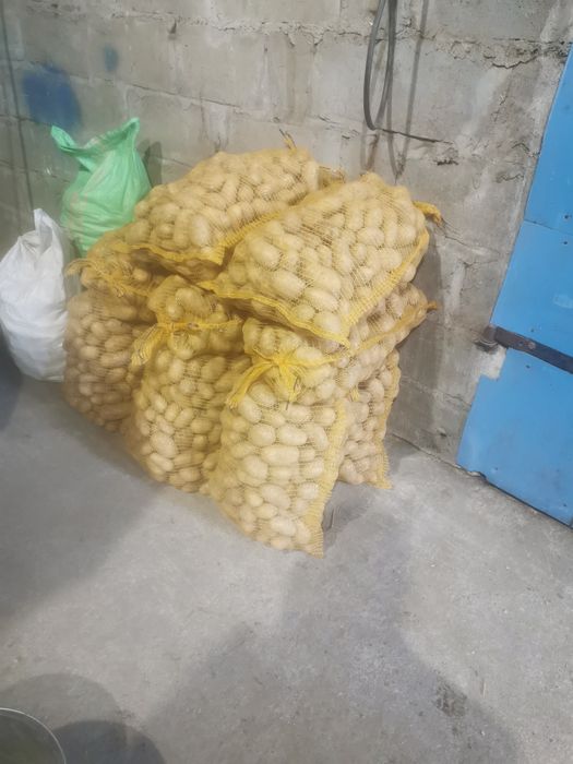 Sprzedam ziemniaki wielkości sadzeniaka Jurex