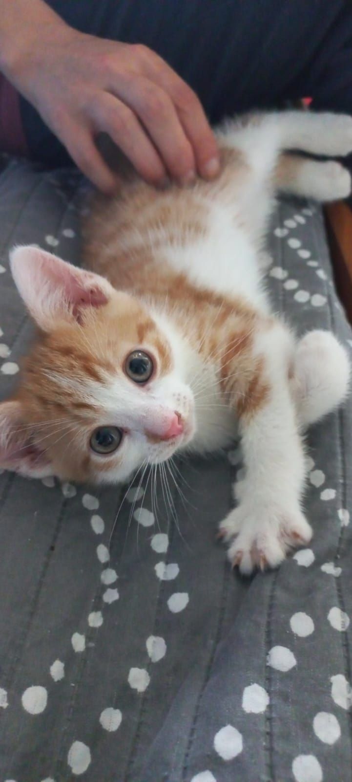Kociaki do adopcji