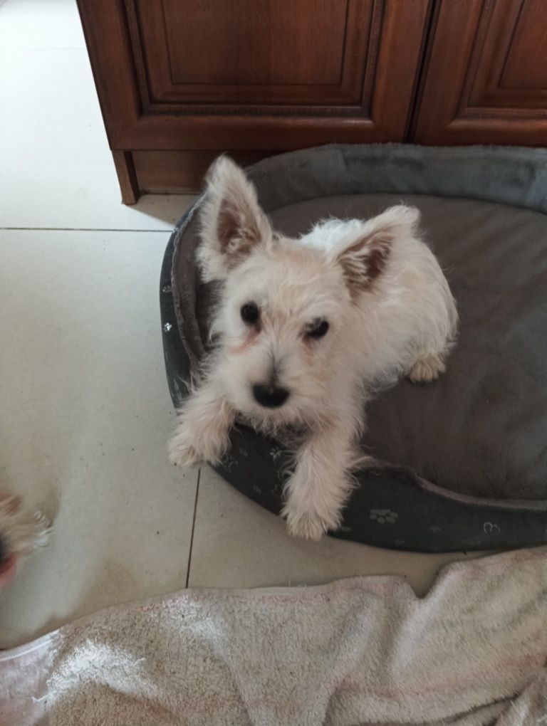 West terrier piesek
