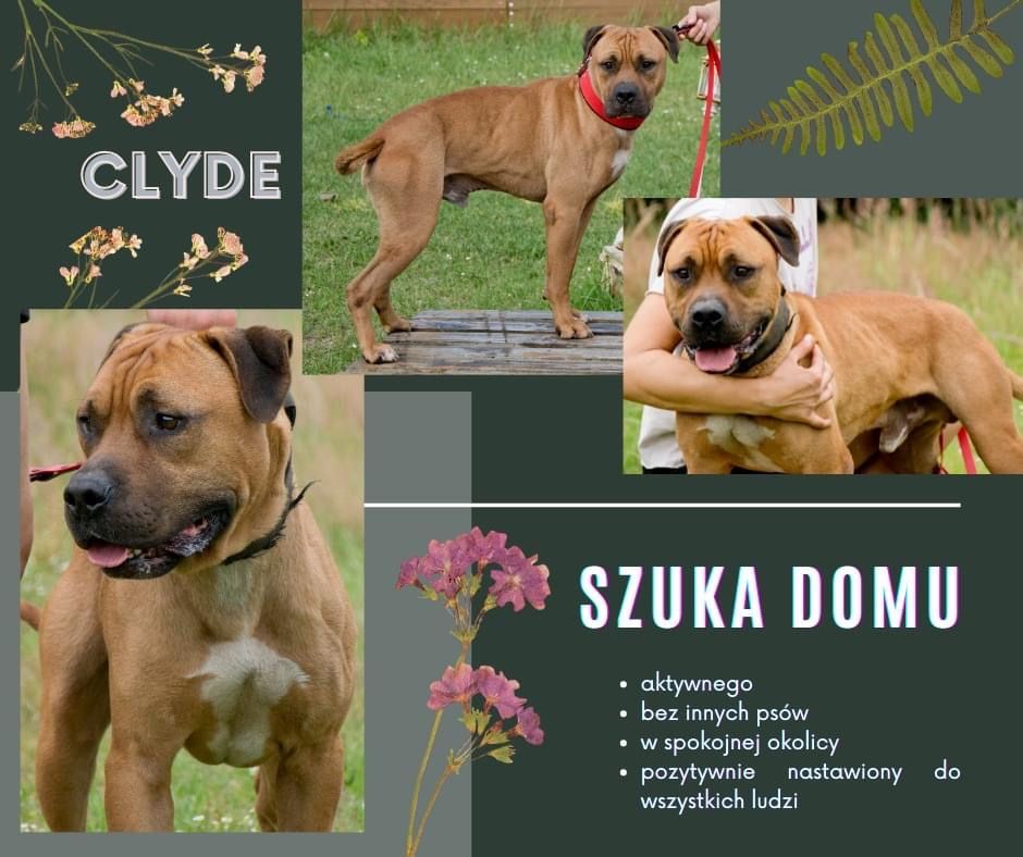 Pitbull. Amstaff. Clyde szuka domu. Adopcja. Pies do adopcji