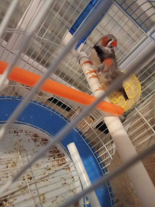 Mandarim belgas novos