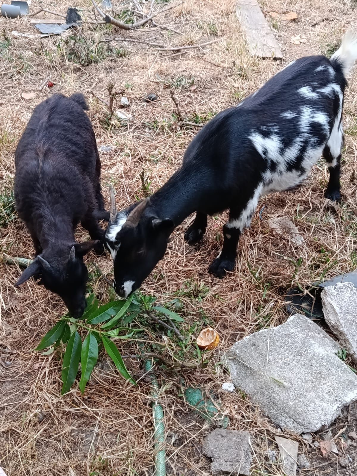 Cabras anãs grande e pequena lei a descrição