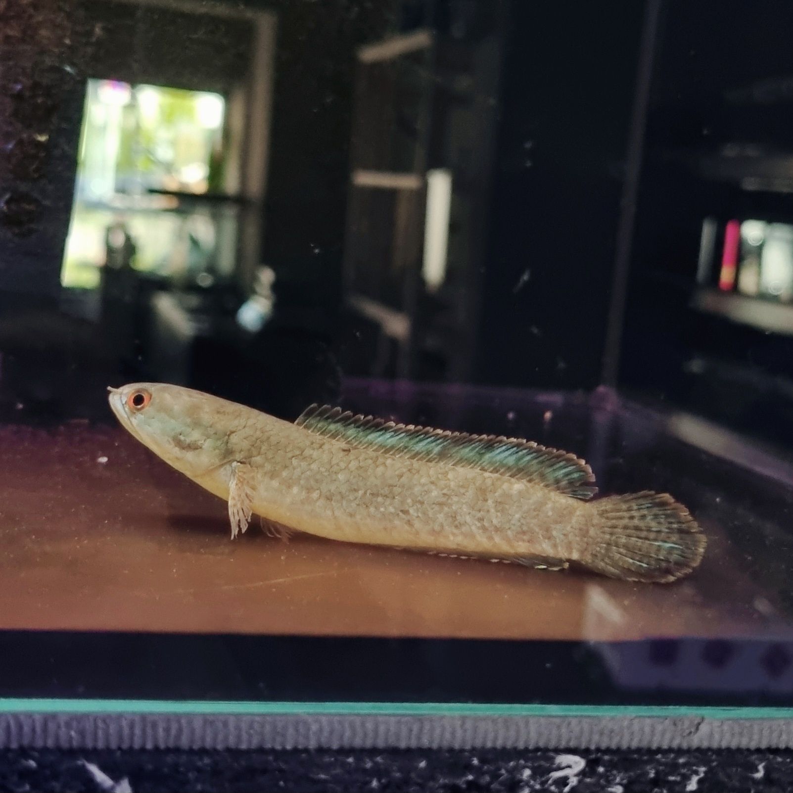 Channa limbata (channa kelaartii)