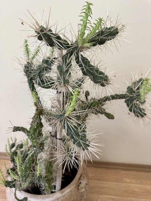 Кактус большой комнатное растение