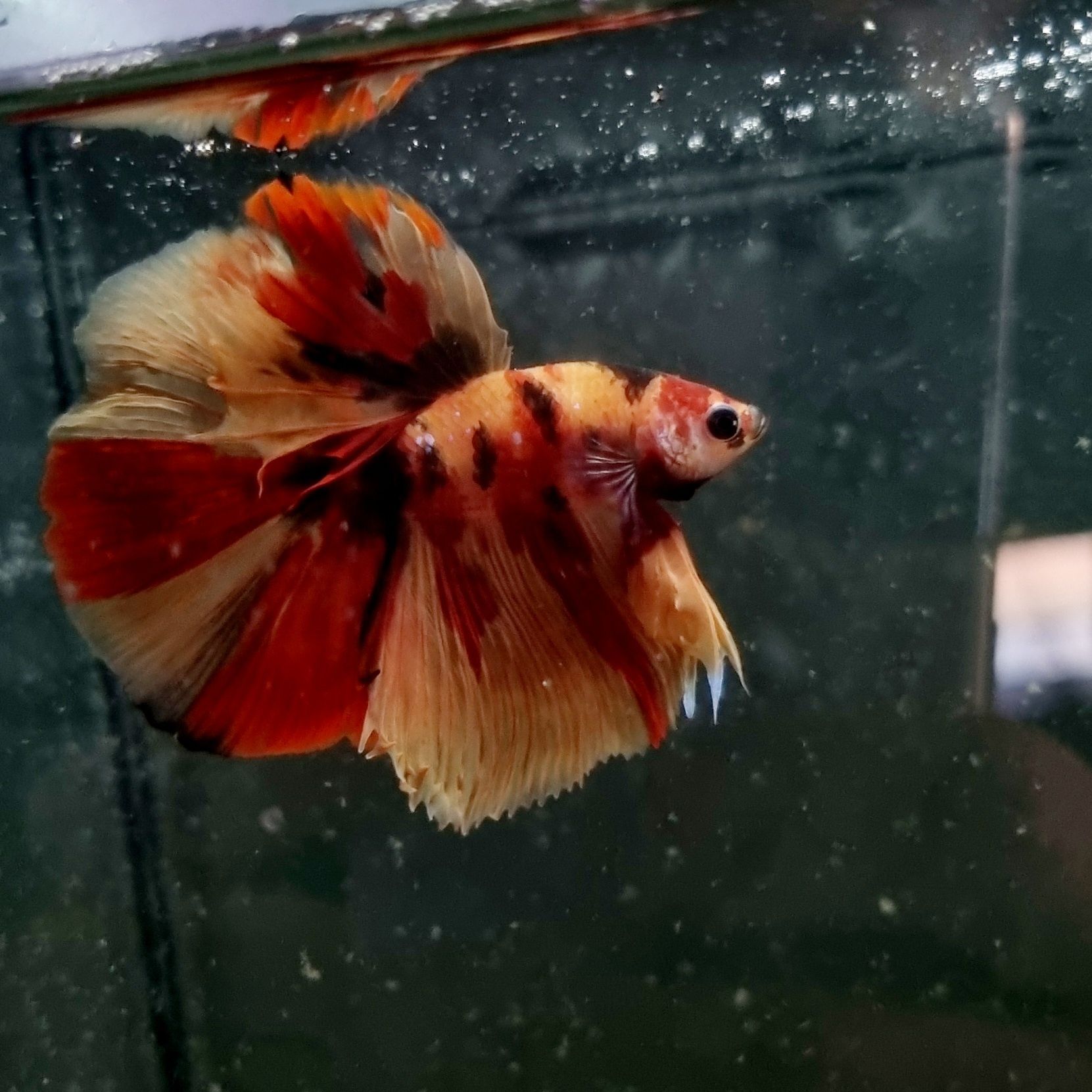 Bojownik HM nemo