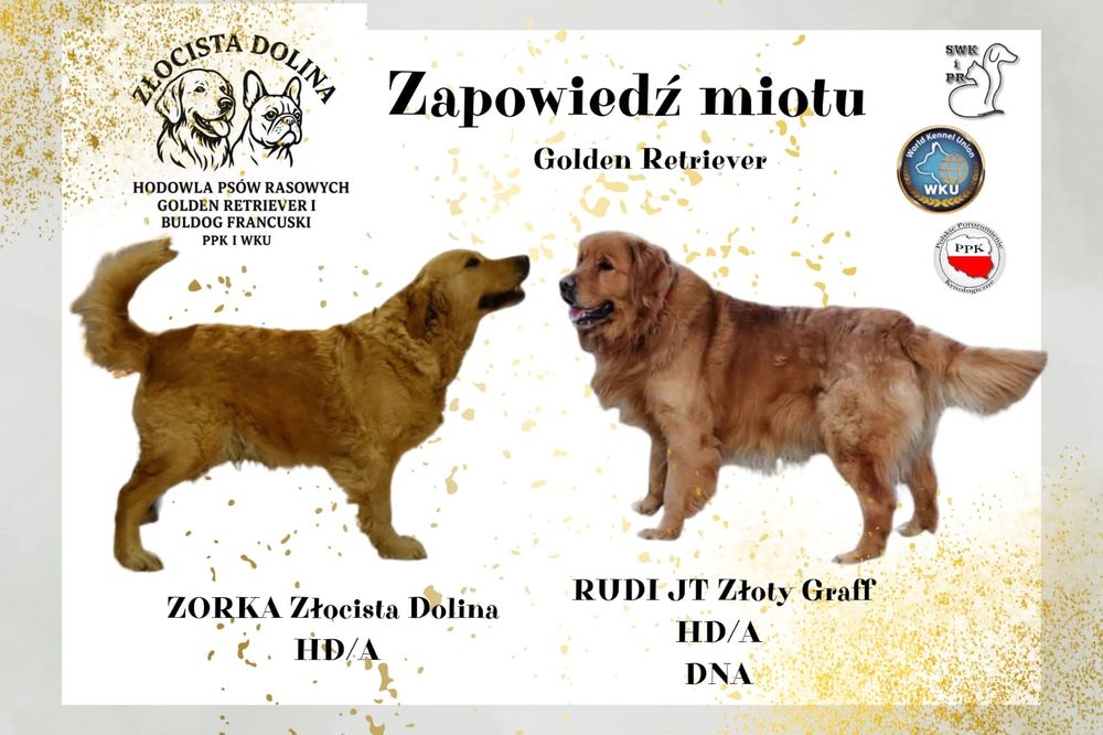 Golden retriever  zapowiedź miotu