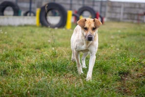 Porzucona młoda Bianka szuka spokojnego domku