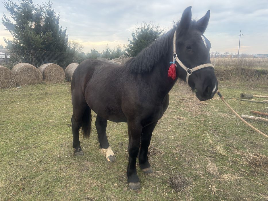 Klacz źrebica zimnokrwista typ sztum