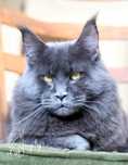 Kocur kotka maine coon FPL
