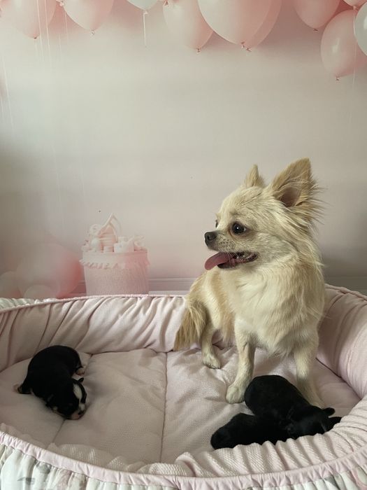 ***Śliczna sunia chihuahua ZKwP/FCI***