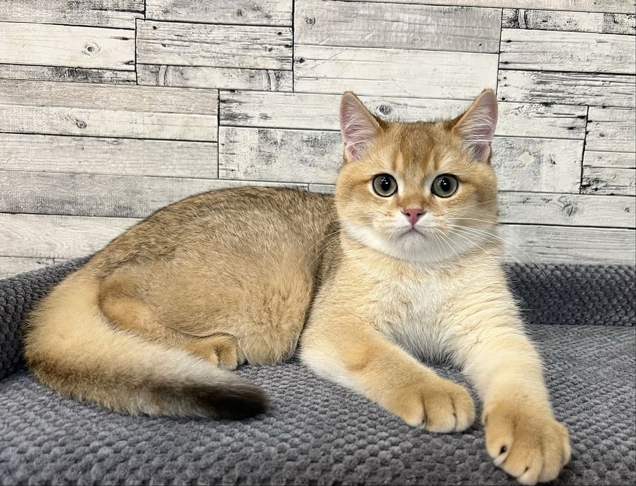 Шотландський котик