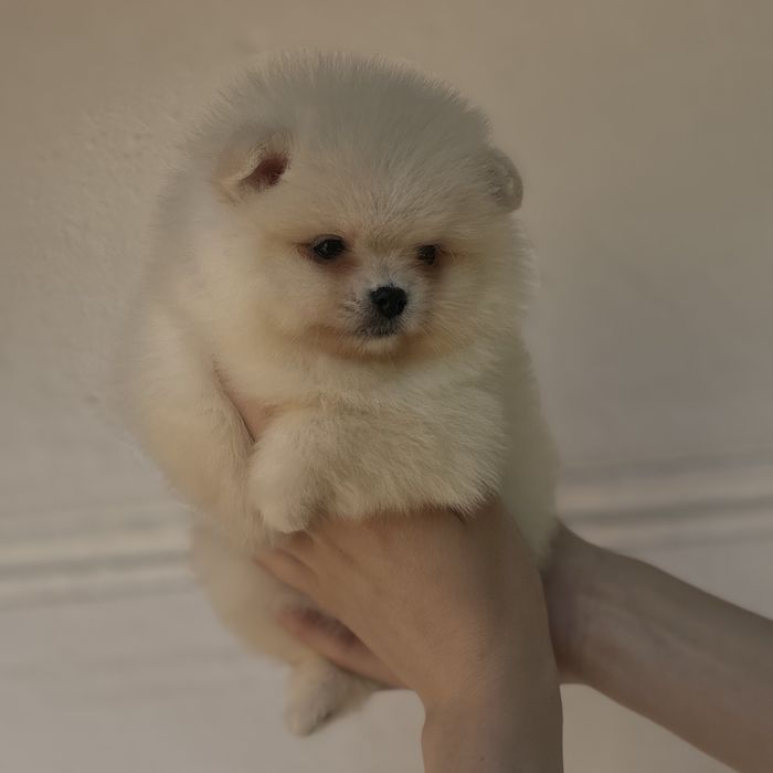 дівчина тип ведмедика шоу классу