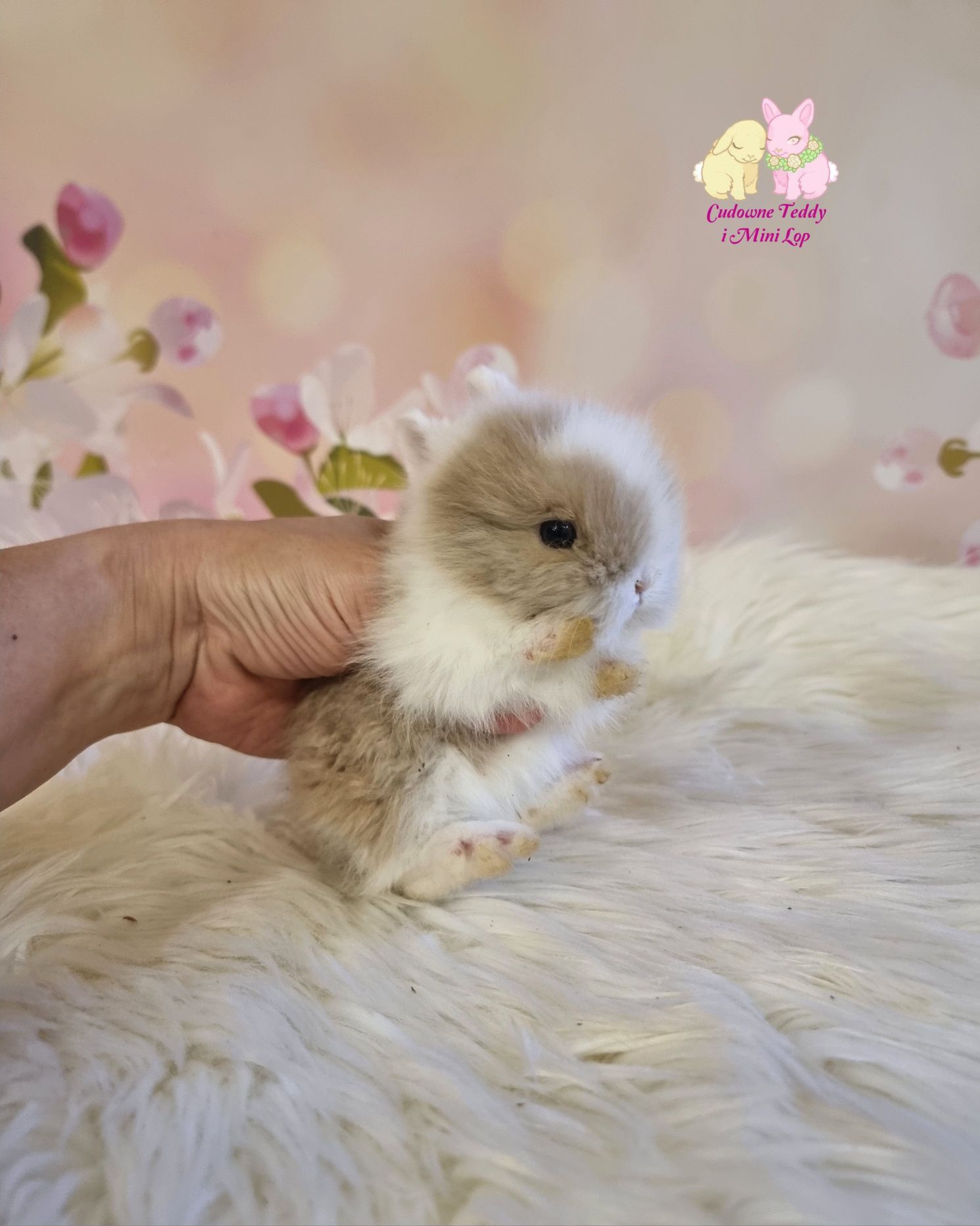 Mini Lopki i karzelek Teddy